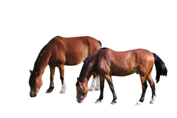 Bay Horses Equus ferus caballus isolated on white background set of two domestic thoroughbred stallions grazing farm animal collection cutout