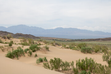 
desert landscape
desert landscape with sand
steppe with sand
plants in the desert