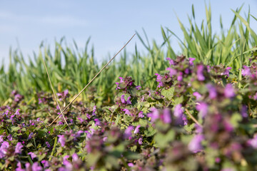 small pink and purple flowers in the field, wild spring flowers