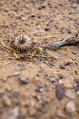 
thorn in the desert
close-up of the calabash