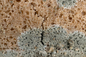 dangerous pieces of bread covered with mold on the table