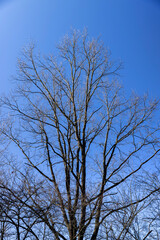 deciduous trees in the park in the early spring season