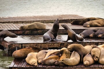 Two Sea Lions Engaged in a Pier-side Tussle at San Francisco's Waterfront