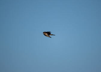 Peregrine falcon in natural conditions in high-speed flight to the islands of Crete on a summer day