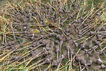 home harvest of harvested garlic during preparation for storage