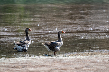 wild duck in natural conditions on a lake on the island of Crete on a summer day