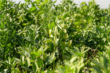 a field with green bean sprouts in the summer