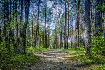 Nad Tanwia Nature Reserve, The gorge of the Tanew River,  Sopot River, Roztoczanski National Park,  Beautiful Polish landscapes, tourist trails in Poland