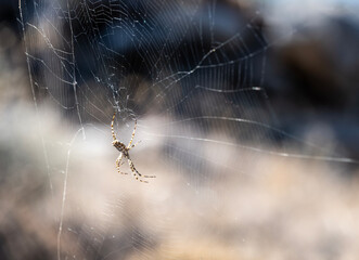 large spider on a web in natural conditions on the island of Crete on a summer day