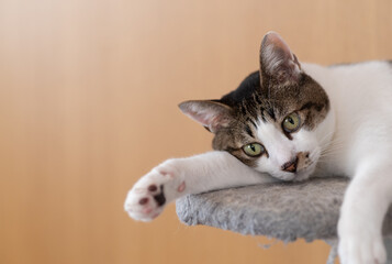 のんびり過ごす猫　キジトラ白