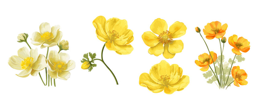 Yellow flowers of Echscholtzia. California golden poppy. Collection yellow watercolor flowers. Vector illustration.