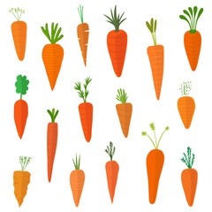 Carrot Vector, Illustration, Vegetables, raw materials, condiments, organic fresh food healthy ingredients orange nature sweet juicy delicious tasty art design