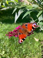 Beautiful red admiral butterfly sitting on a pink Buddleja flower in summertime, lat. vanessa atalanta 