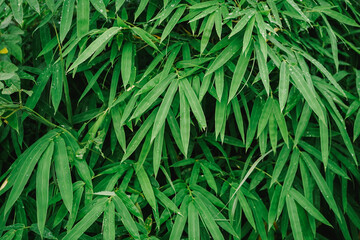 Rain or water drops on bamboo leaves background