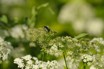 medicinal plant angelica