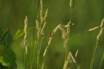 ladybug in the grass

