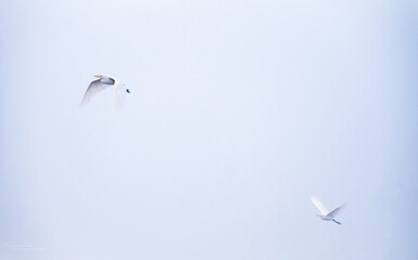 Wildlife in a simplicity frame