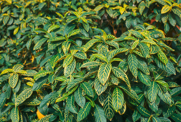 tropical green and yellow stripe leaves of Sanchezia speciosa, an evergreen perennial shrub species...