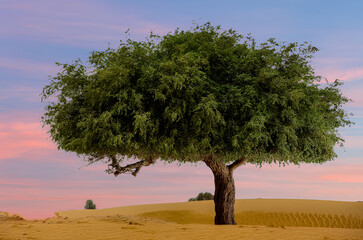 Ghaf Tree on Desert