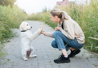 Puppy labrador retriever and young girl