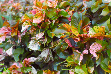 spectacular looking multicoloured leaves of Acalypha wilkesiana, commonly known as Copperleaf or...
