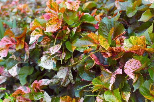 spectacular looking multicoloured leaves of Acalypha wilkesiana, commonly known as Copperleaf or Jacob’s coat plant. This tropical evergreen shrub native to Fiji is used to treat fungal skin diseases.