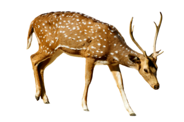Axis Deer Axis axis isolated on white background spotted wild chital buck with antlers walking nature wildlife cutout, Cutout