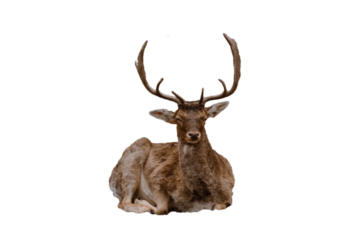 Fallow Deer Dama dama isolated on white background wild horned mammal resting nature wildlife collection cutout
