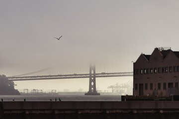 Grace and Mist: Golden Gate Bridge Enveloped in Fog with Birds in Flight