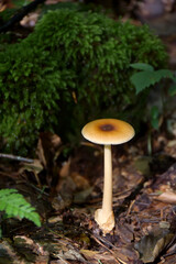 mushrooms in the forest