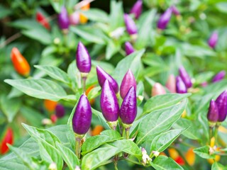 Small red chili  Pepper , Chile Piquin Capsicum annuum L. Chilisorte ,Ornamental pepper plant...