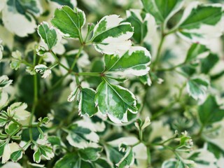 Fototapeta na wymiar White-green leaf of Polyscias paniculata variegata plant ,Variegated Ming Aralia ,Polyacias fruticosa ,Snowflake ,White Lace ,