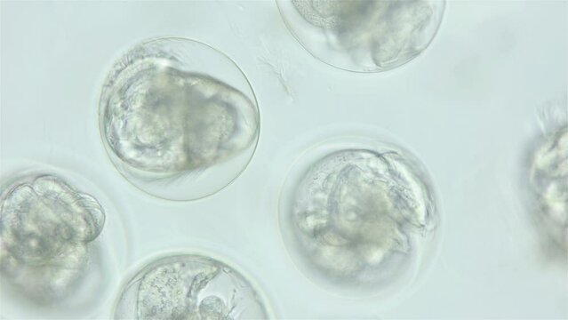 Larvae veliger Mollusca in a clutch of eggs under microscope, class Gastropoda. White sea