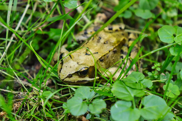 Grasfrosch