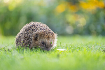 Domestic European wild young hedgehog in the garden on green grass outdoors. Concept: Wild animal...