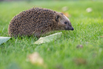 Domestic European wild young hedgehog in the garden on green grass outdoors. Concept: Wild animal husbandry and care for wild animals
