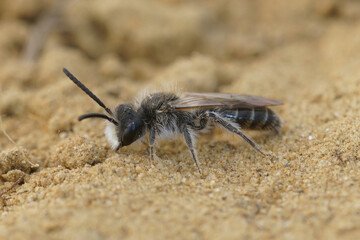 Closeup of a male red-bellied miner mining bee, Andrena ventralis, sitting on the ground