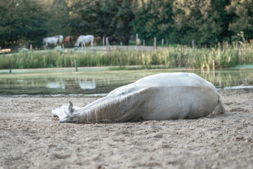 Horses living in paddock paradise