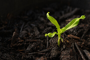 Peach tree sprout in tree potting soil