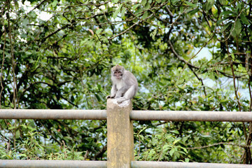 Monkey on the street, Bali, Indonesia