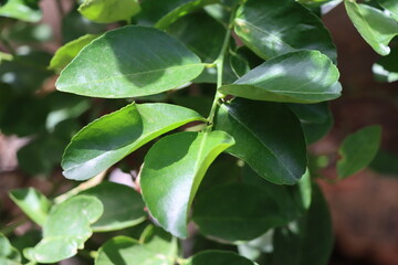green leaves in the garden