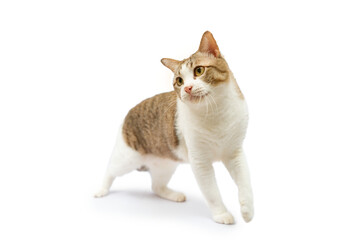 Tabby cat walking on white background. isolated.