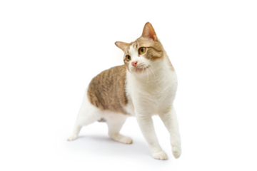 Tabby cat walking on white background. isolated.