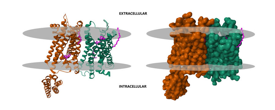 Structure of the nociceptin-orphanin FQ opioid receptor in complex with a peptide mimetic (pink). 3D Gaussian surface and cartoon models, chain id color scheme, PDB 4ea3