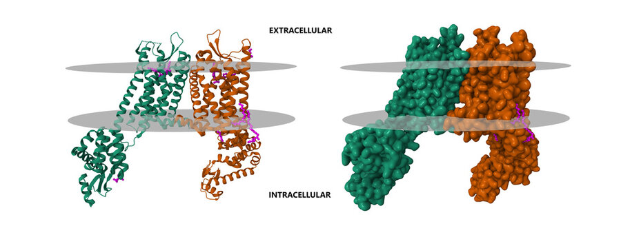 Structure of the human kappa opioid receptor in complex with JDTic. 3D Gaussian surface and cartoon models, chain id color scheme, PDB 4djh, white background