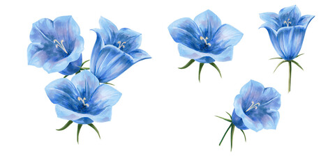 Illustration painted in watercolor. Bluebell flowers set. Isolated on a white background. Application for postcards, invitations