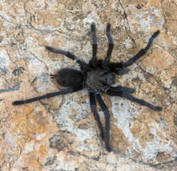 California Tarantula male adult looking for a female during mating season. Stevens Creek County Park, Santa Clara County, California, USA.