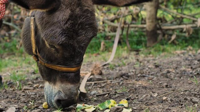 Close-up of a donkey's head eating apples and watermelon rinds from the ground. Slow motion. Feeding animals with fruit on a farm. Concept of agriculture and animal husbandry