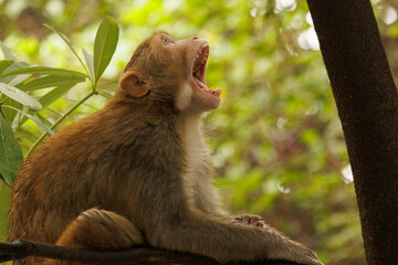 Monkey noise tree