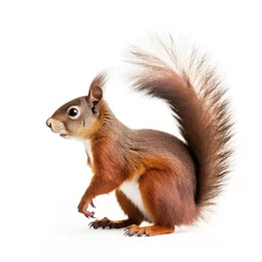 Fotobehang squirrel on a white background © RDO